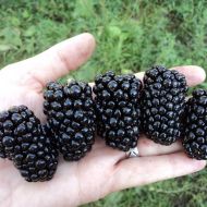 Саджанець Ожина Натчез в контейнері